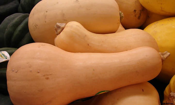 When To Harvest Butternut Squash & How To Store It