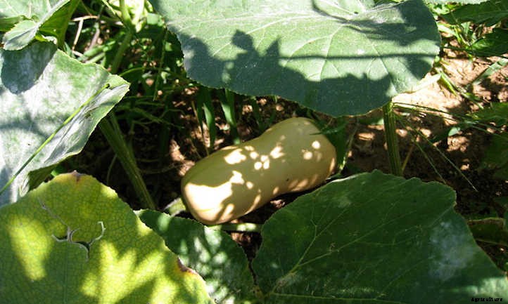 When To Harvest Butternut Squash & How To Store It