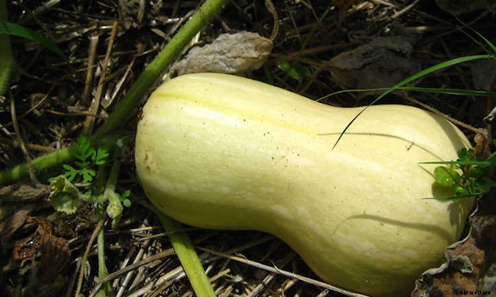 When To Harvest Butternut Squash & How To Store It