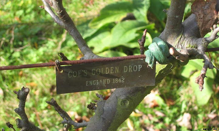 Plum Tree Types: A World Of Stone Fruit