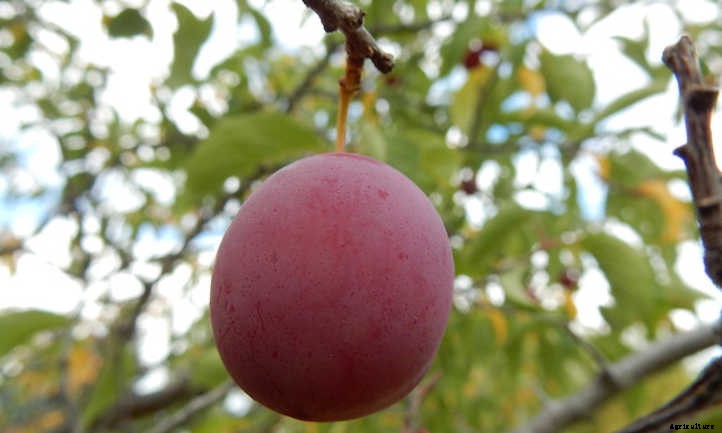 Plum Tree Types: A World Of Stone Fruit