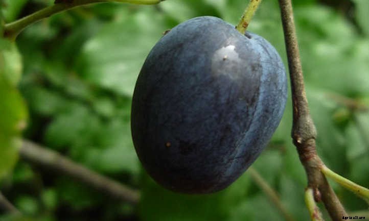 Plum Tree Types: A World Of Stone Fruit