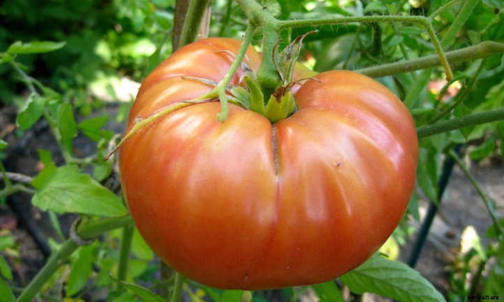 Tomato Companion Plants: Tried & True Teammates
