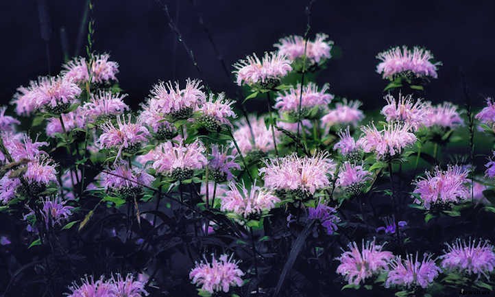 Tomato Companion Plants: Tried & True Teammates