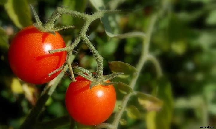 Tomato Companion Plants: Tried & True Teammates