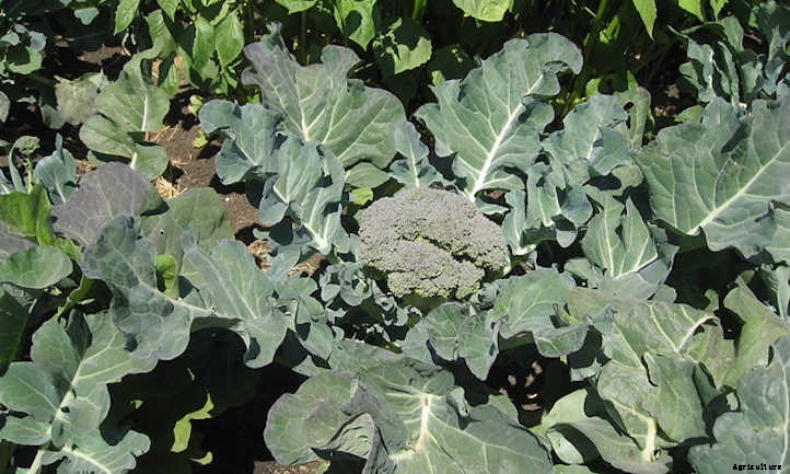 Tomato Companion Plants: Tried & True Teammates