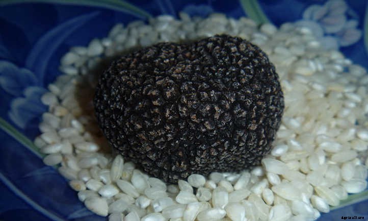 How To Grow Truffles: A Rare Delicacy