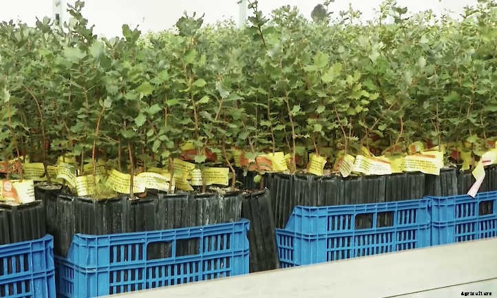 How To Grow Truffles: A Rare Delicacy