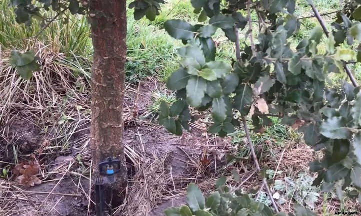 How To Grow Truffles: A Rare Delicacy