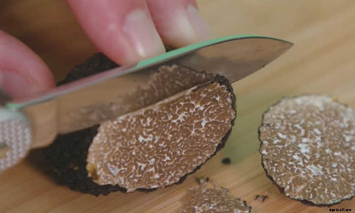 How To Grow Truffles: A Rare Delicacy