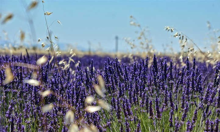 Growing Lavender: Lovely Aromatic Flowers