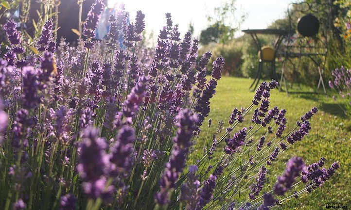 Growing Lavender: Lovely Aromatic Flowers
