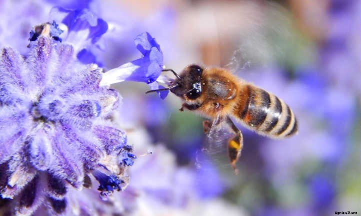 Growing Lavender: Lovely Aromatic Flowers