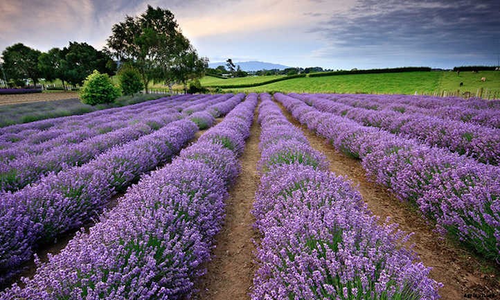 Growing Lavender: Lovely Aromatic Flowers