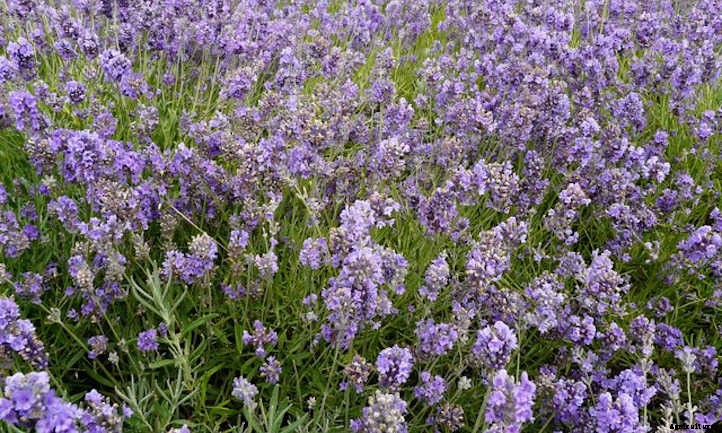 Growing Lavender: Lovely Aromatic Flowers