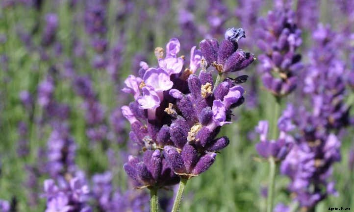 Growing Lavender: Lovely Aromatic Flowers