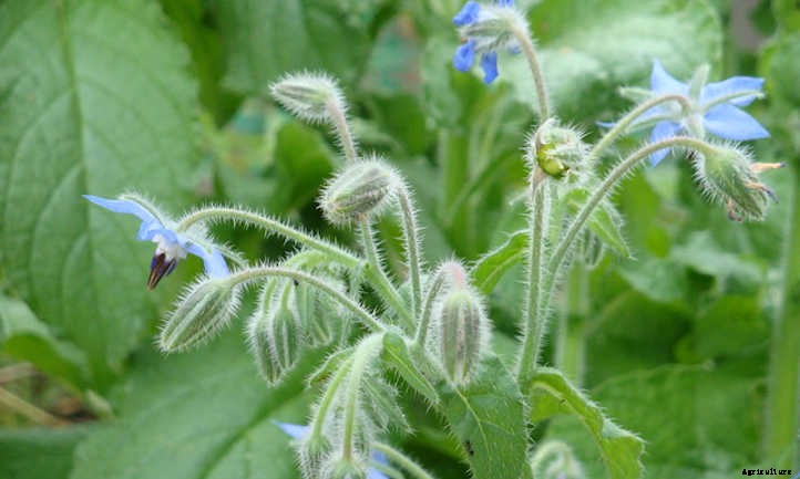 Cucumber Companion Plants: Pickle Pals