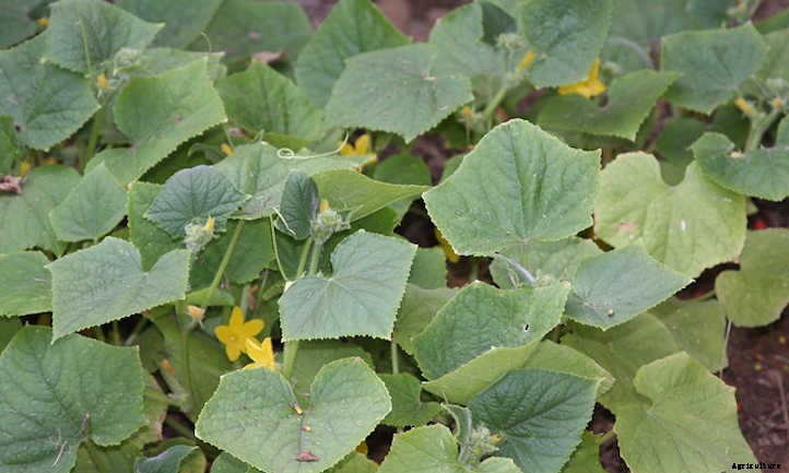 Cucumber Companion Plants: Pickle Pals