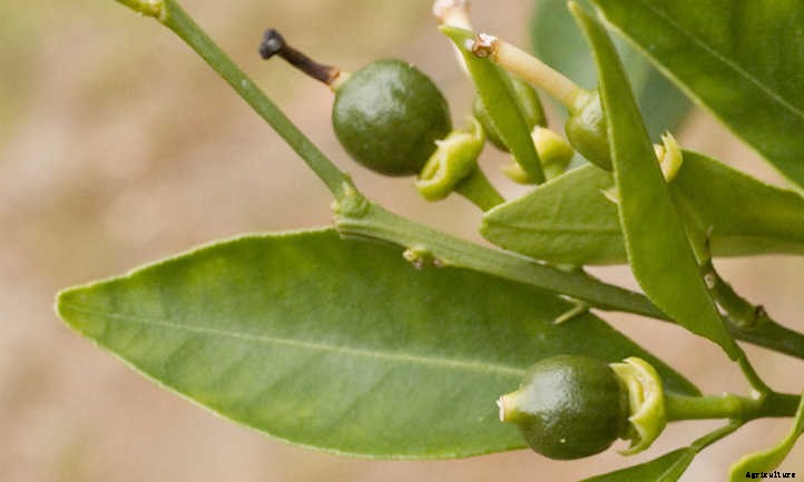 Navel Orange Tree Care: Sweet Orange Fruit