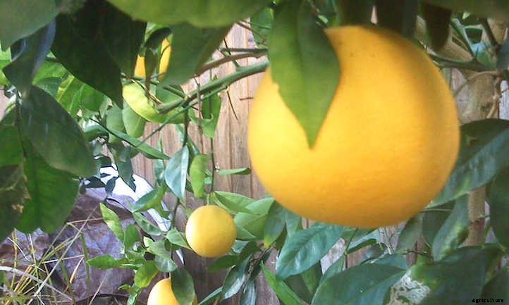 Navel Orange Tree Care: Sweet Orange Fruit