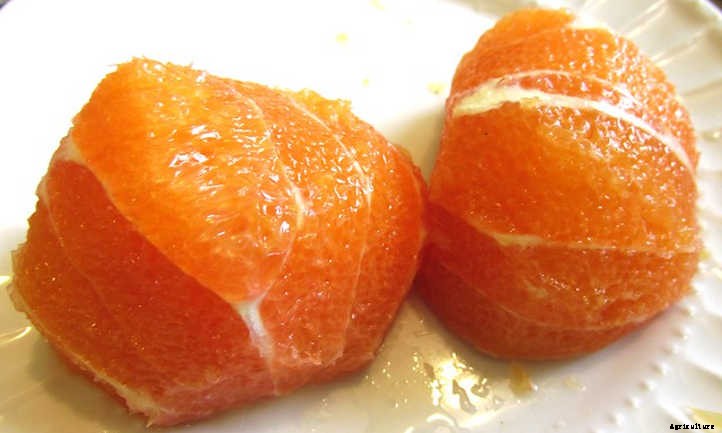 Navel Orange Tree Care: Sweet Orange Fruit