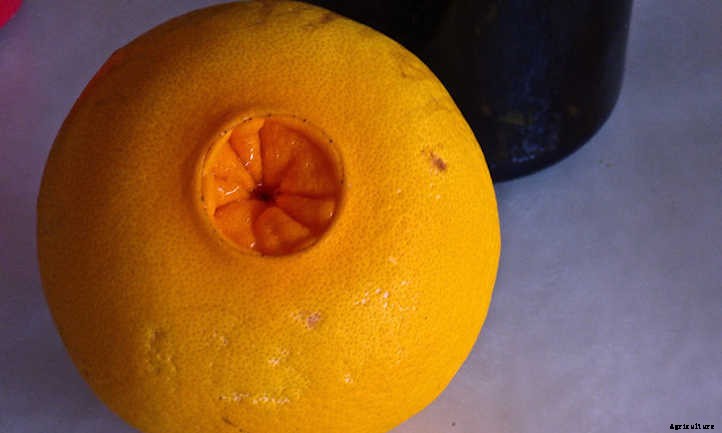 Navel Orange Tree Care: Sweet Orange Fruit