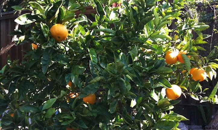 Navel Orange Tree Care: Sweet Orange Fruit