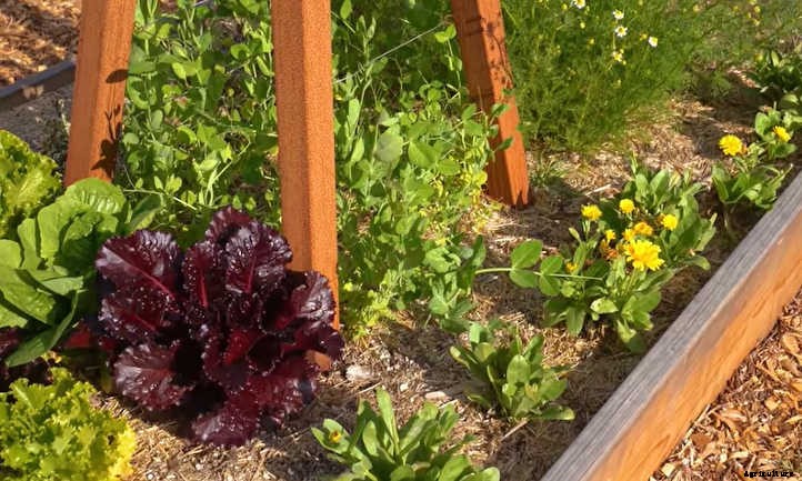 Raised Bed Herb Garden: Spicing Things Up