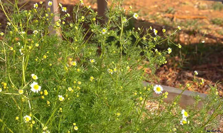 Raised Bed Herb Garden: Spicing Things Up