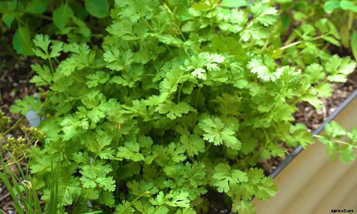 Raised Bed Herb Garden: Spicing Things Up