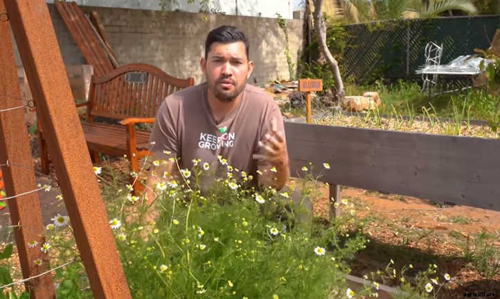 Raised Bed Herb Garden: Spicing Things Up