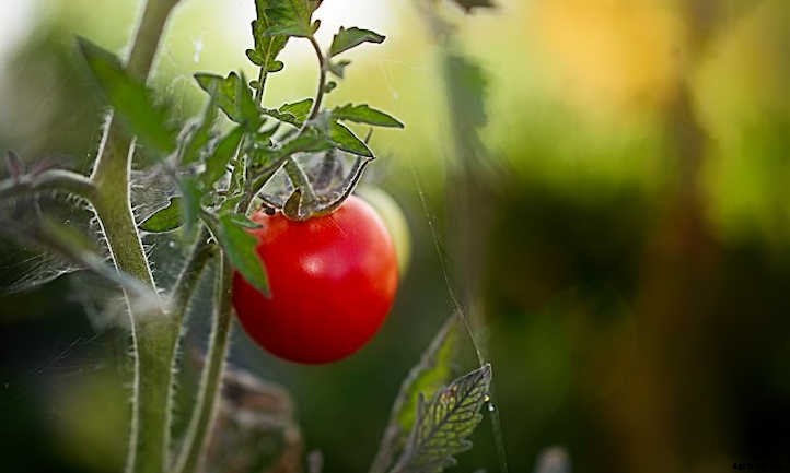 Growing Tomatoes Indoors: Year-Round Fruit