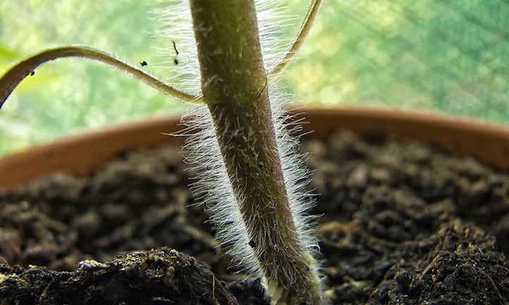 Growing Tomatoes Indoors: Year-Round Fruit