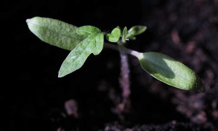 Growing Tomatoes Indoors: Year-Round Fruit
