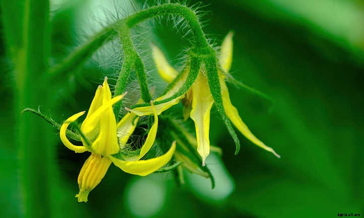 Growing Tomatoes Indoors: Year-Round Fruit