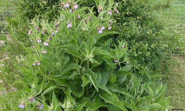 Comfrey Plant: Soil Improver & Pollinator Lure
