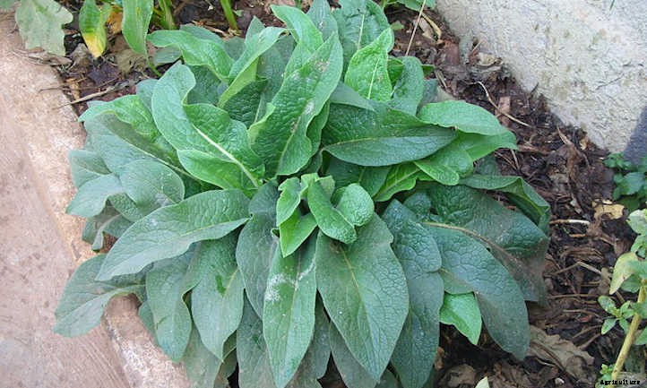 Comfrey Plant: Soil Improver & Pollinator Lure