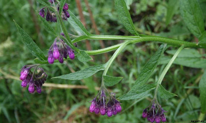 Comfrey Plant: Soil Improver & Pollinator Lure