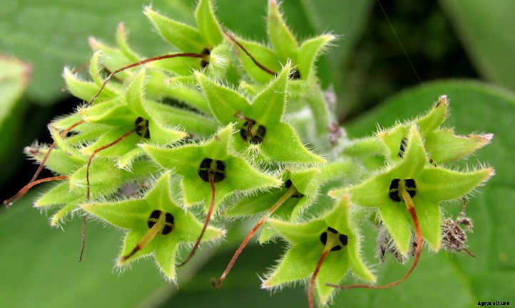 Comfrey Plant: Soil Improver & Pollinator Lure