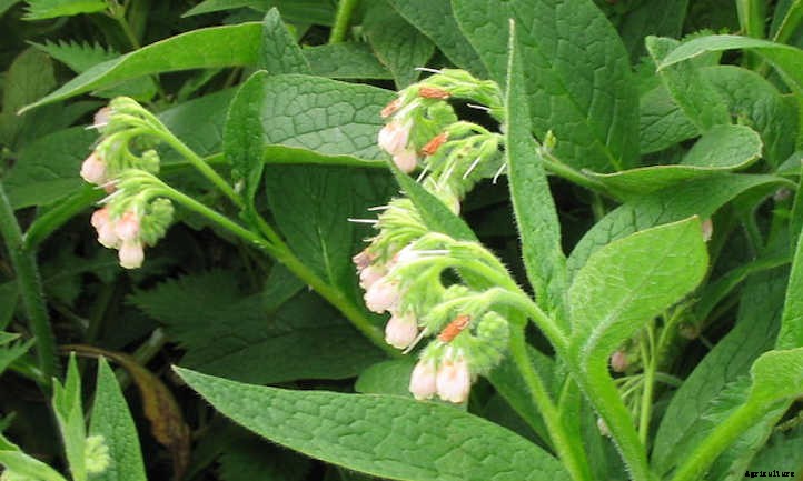 Comfrey Plant: Soil Improver & Pollinator Lure