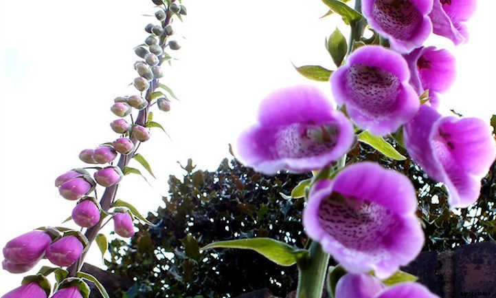 Growing Foxglove In Your Cottage Garden