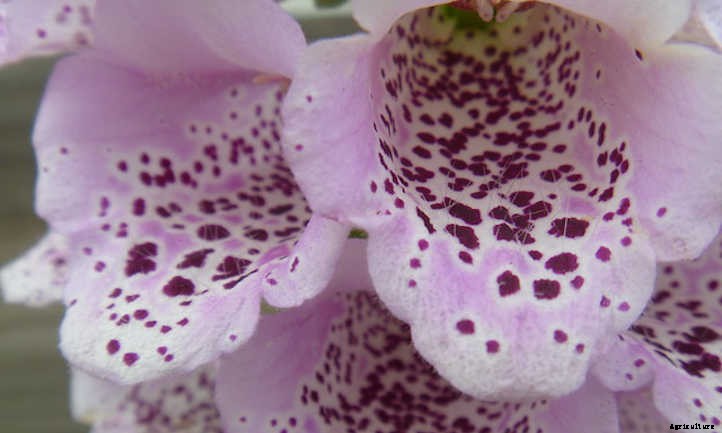 Growing Foxglove In Your Cottage Garden
