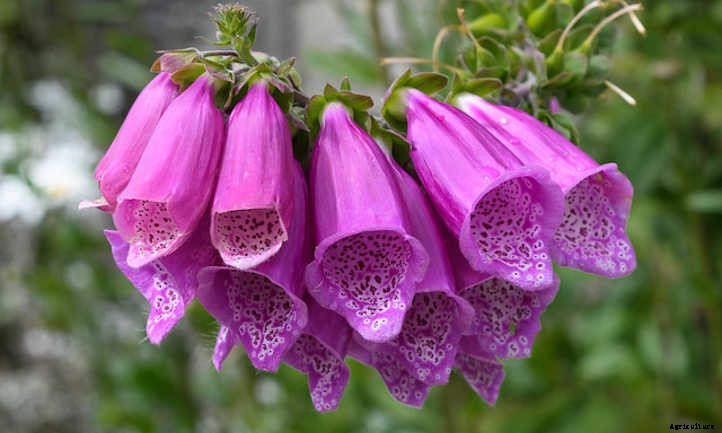 Growing Foxglove In Your Cottage Garden