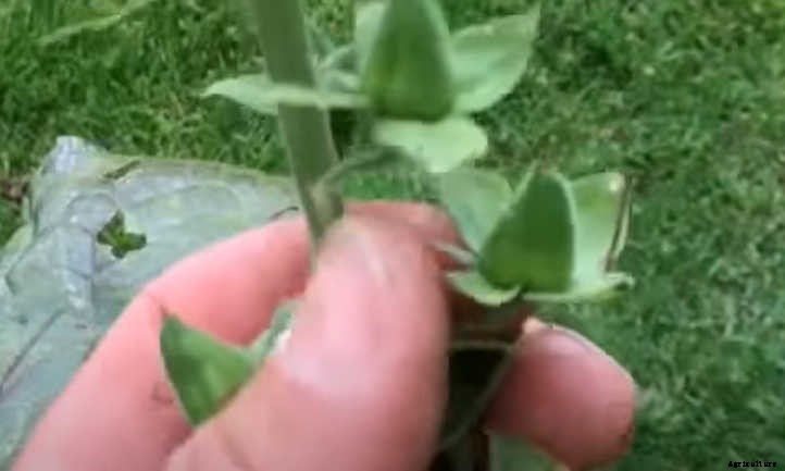 Growing Foxglove In Your Cottage Garden