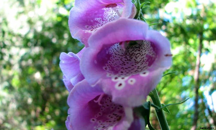 Growing Foxglove In Your Cottage Garden
