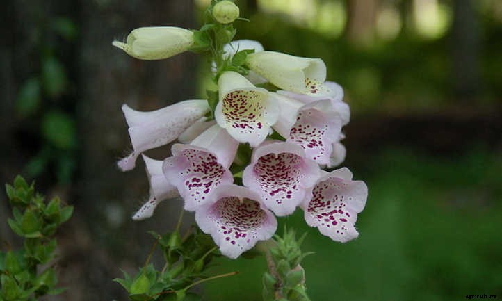 Growing Foxglove In Your Cottage Garden
