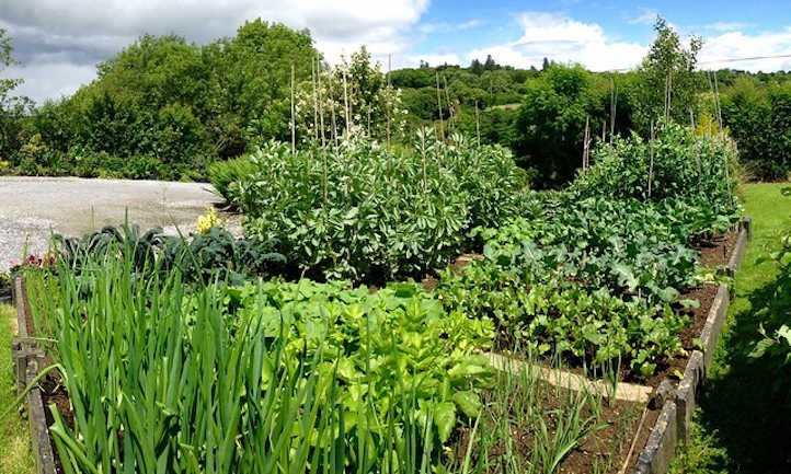 Onion Companion Plants: Allium Allies