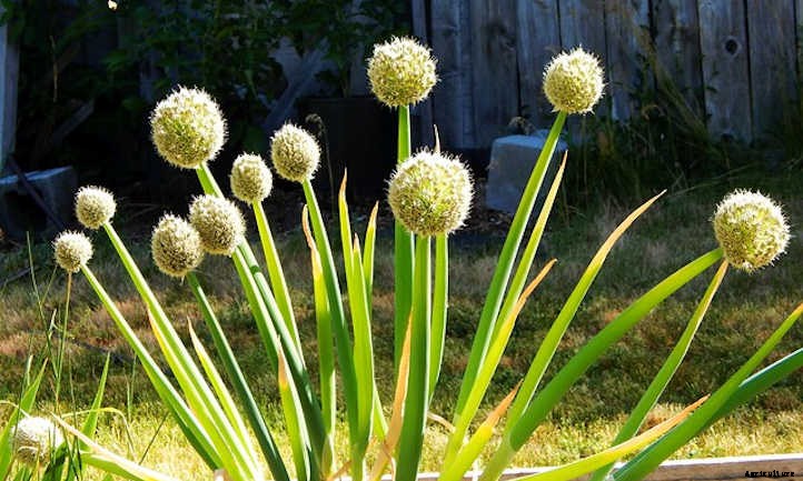 Onion Companion Plants: Allium Allies
