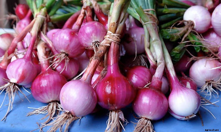 Onion Companion Plants: Allium Allies