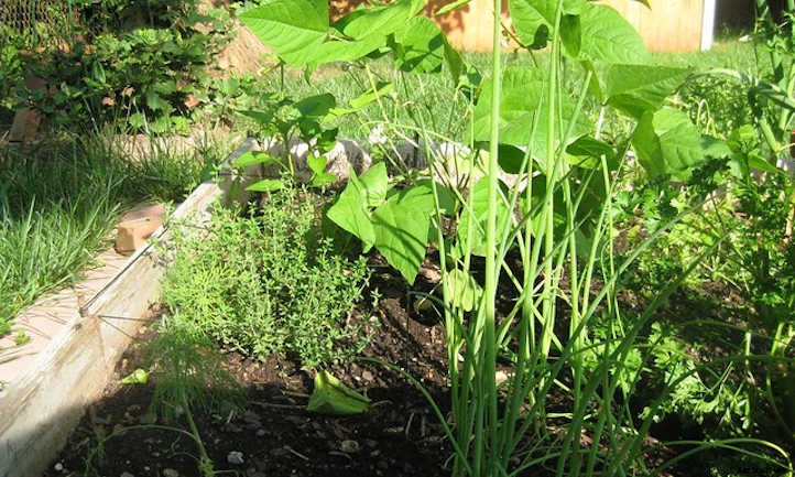 Onion Companion Plants: Allium Allies